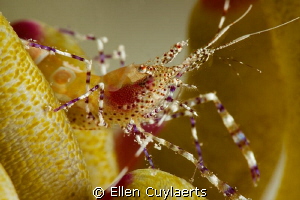 Spotted Cleaner Shrimp at Sunset Reef by Ellen Cuylaerts 